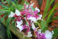 52 Orchideenpracht weit und breit &ndash; &copy; Susanne Schirmann (Eberhardt TRAVEL)