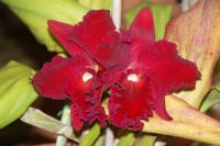 56 Orchideenpracht weit und breit &ndash; &copy; Susanne Schirmann (Eberhardt TRAVEL)