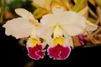 59 Orchideenpracht weit und breit &ndash; &copy; Susanne Schirmann (Eberhardt TRAVEL)