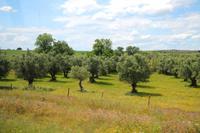 Fahrt durch die Region Alentejo an die Algarve - Olivenbäume &ndash; &copy; Kristin Weigel (Eberhardt TRAVEL)
