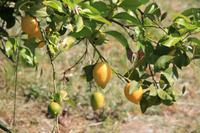 Zitronenbaum im Hinterland der Algarve &ndash; &copy; Kristin Weigel (Eberhardt TRAVEL)