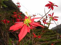 Levada Wanderung in Marocos - Weihnachtsstern &ndash; &copy; Hans-Joachim Trutz (Eberhardt TRAVEL)