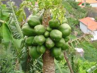Levada Wanderung in Marocos - Papaya &ndash; &copy; Hans-Joachim Trutz (Eberhardt TRAVEL)