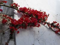 Obidos Impressionen &ndash; &copy; Georg Berger (Eberhardt TRAVEL)