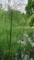 Terra Nostra Park &ndash; &copy; Ria Heilmann (Eberhardt TRAVEL)