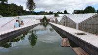 Gewächshäuser in der Ananas Plantage &ndash; &copy; Ria Heilmann (Eberhardt TRAVEL)