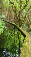entlang einer Levada &ndash; &copy; Ria Heilmann (Eberhardt TRAVEL)