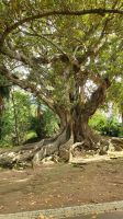 Riesen Ficus &ndash; &copy; Ria Heilmann (Eberhardt TRAVEL)