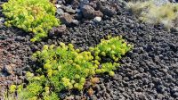 Meerfenchel &ndash; &copy; Ria Heilmann (Eberhardt TRAVEL)