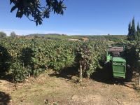 Weingut Avessada &ndash; &copy; Wolfgang Balling (Eberhardt TRAVEL)