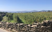 Reben bis zum Horizont &ndash; &copy; Wolfgang Balling (Eberhardt TRAVEL)