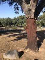 Alentejo Geschälte Korkeiche &ndash; &copy; Wolfgang Balling (Eberhardt TRAVEL)