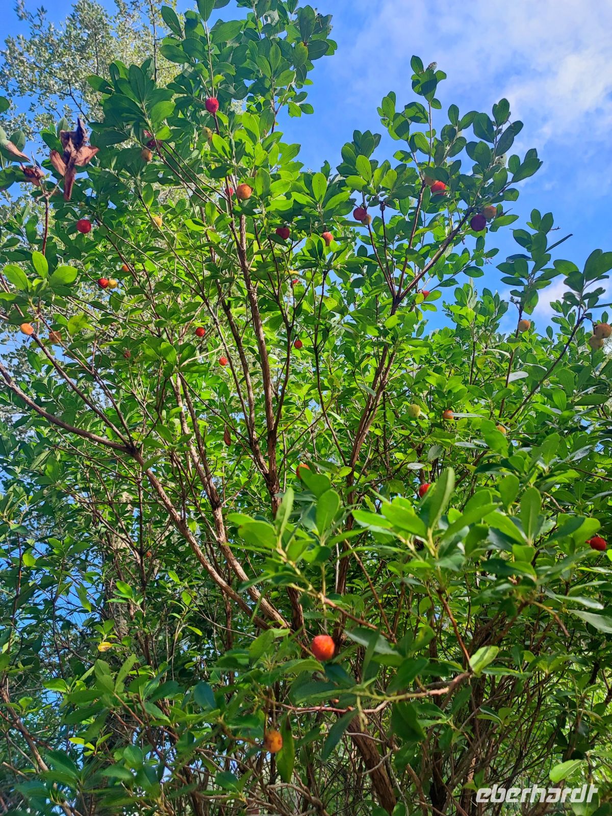 Früchte &ndash; &copy; Mandy Rauschner (Eberhardt TRAVEL)