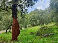 Korkeiche &ndash; &copy; Mandy Rauschner (Eberhardt TRAVEL)