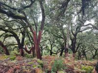 Korkeichen &ndash; &copy; Mandy Rauschner (Eberhardt TRAVEL)