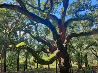 300 Jahre alte Korkeiche &ndash; &copy; Mandy Rauschner (Eberhardt TRAVEL)