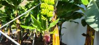 66 Bananenplantage Ponta do Sol &ndash; &copy; Susanne Schirmann (Eberhardt TRAVEL)