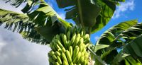 67 Bananenplantage Ponta do Sol &ndash; &copy; Susanne Schirmann (Eberhardt TRAVEL)