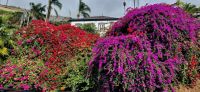 74 Camara de Lobos &ndash; &copy; Susanne Schirmann (Eberhardt TRAVEL)