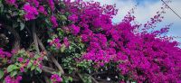 86 Bougainvillea &ndash; &copy; Susanne Schirmann (Eberhardt TRAVEL)