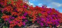 87 Bougainvillea &ndash; &copy; Susanne Schirmann (Eberhardt TRAVEL)