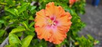 91 Hibiskus &ndash; &copy; Susanne Schirmann (Eberhardt TRAVEL)