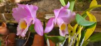 95  im Orchideengarten &ndash; &copy; Susanne Schirmann (Eberhardt TRAVEL)