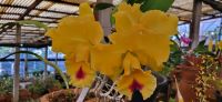 97 im Orchideengarten