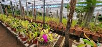 99  im Orchideengarten &ndash; &copy; Susanne Schirmann (Eberhardt TRAVEL)