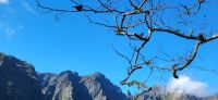 141 Madeira Buchfink &ndash; &copy; Susanne Schirmann (Eberhardt TRAVEL)