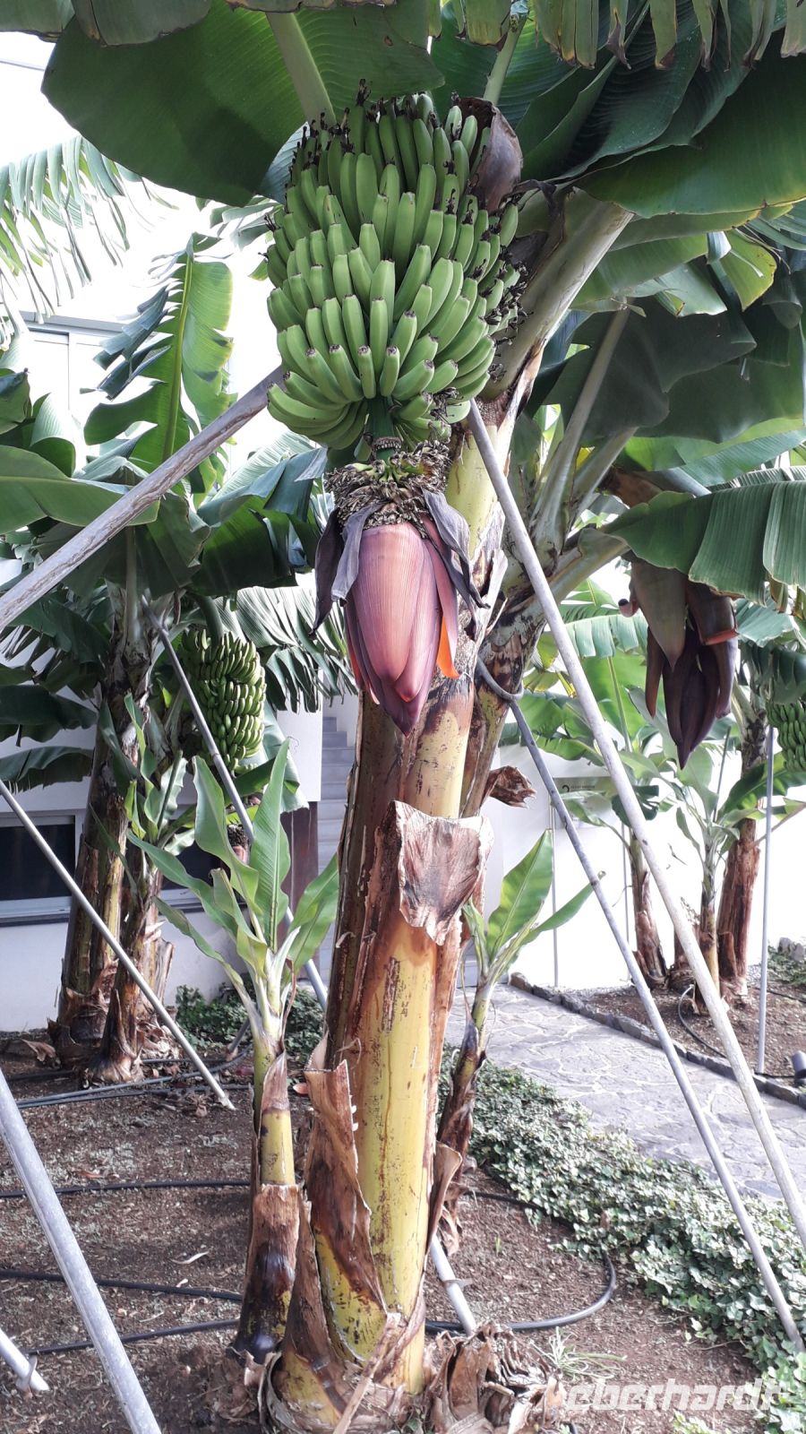 Bananenpflanze &ndash; &copy; Julia Kies (Eberhardt TRAVEL)
