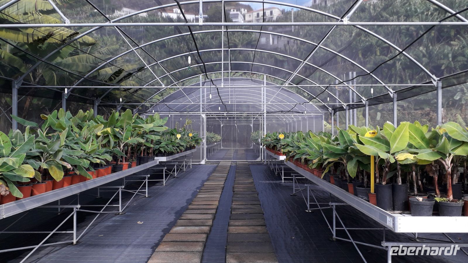 Im Bananenmuseum &ndash; &copy; Julia Kies (Eberhardt TRAVEL)