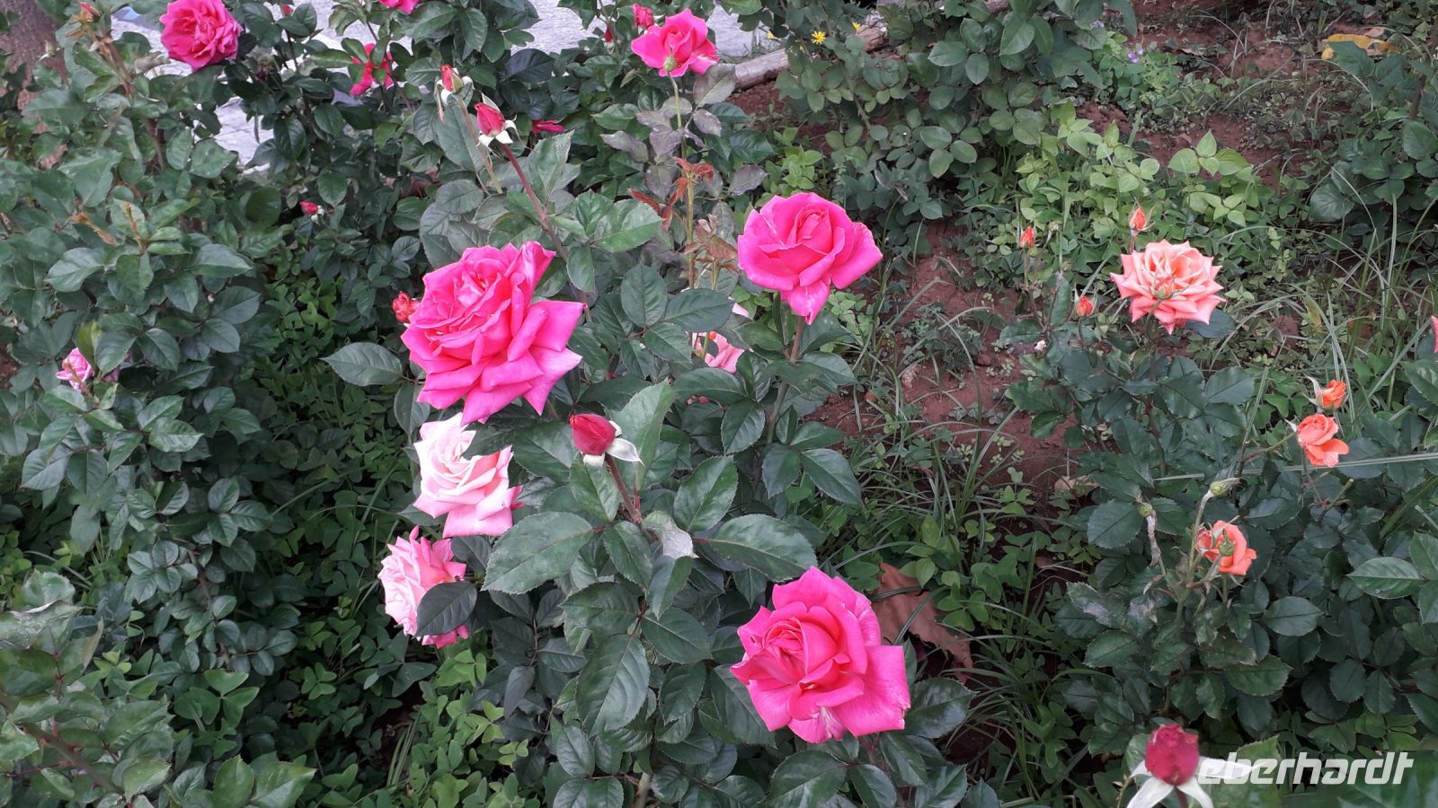 Die Rosen &ndash; &copy; Julia Kies (Eberhardt TRAVEL)