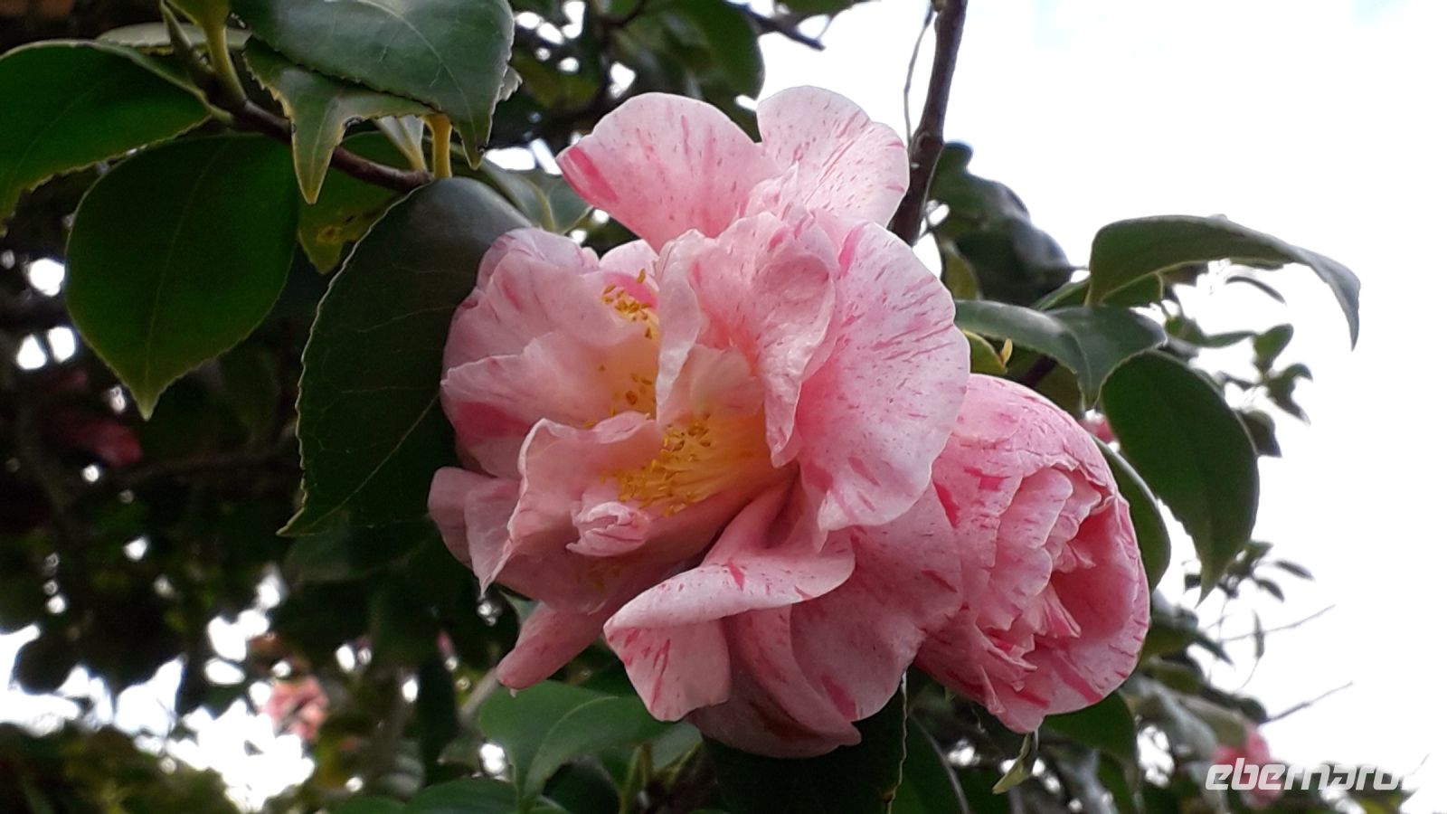 Kamelienblüten &ndash; &copy; Julia Kies (Eberhardt TRAVEL)