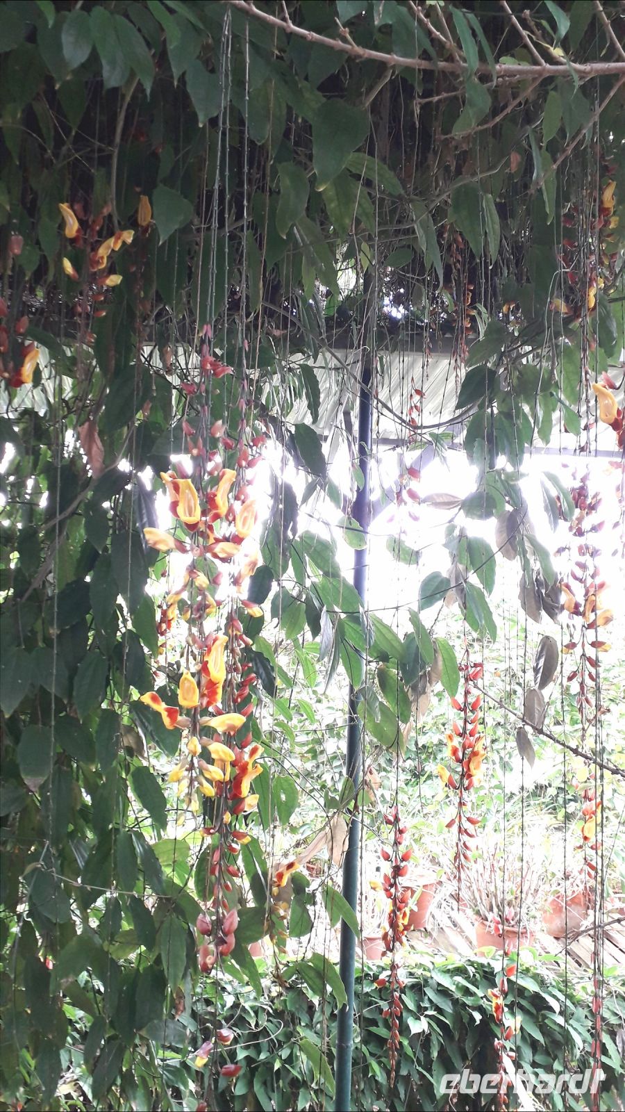 im Orchideengarten &ndash; &copy; Julia Kies (Eberhardt TRAVEL)