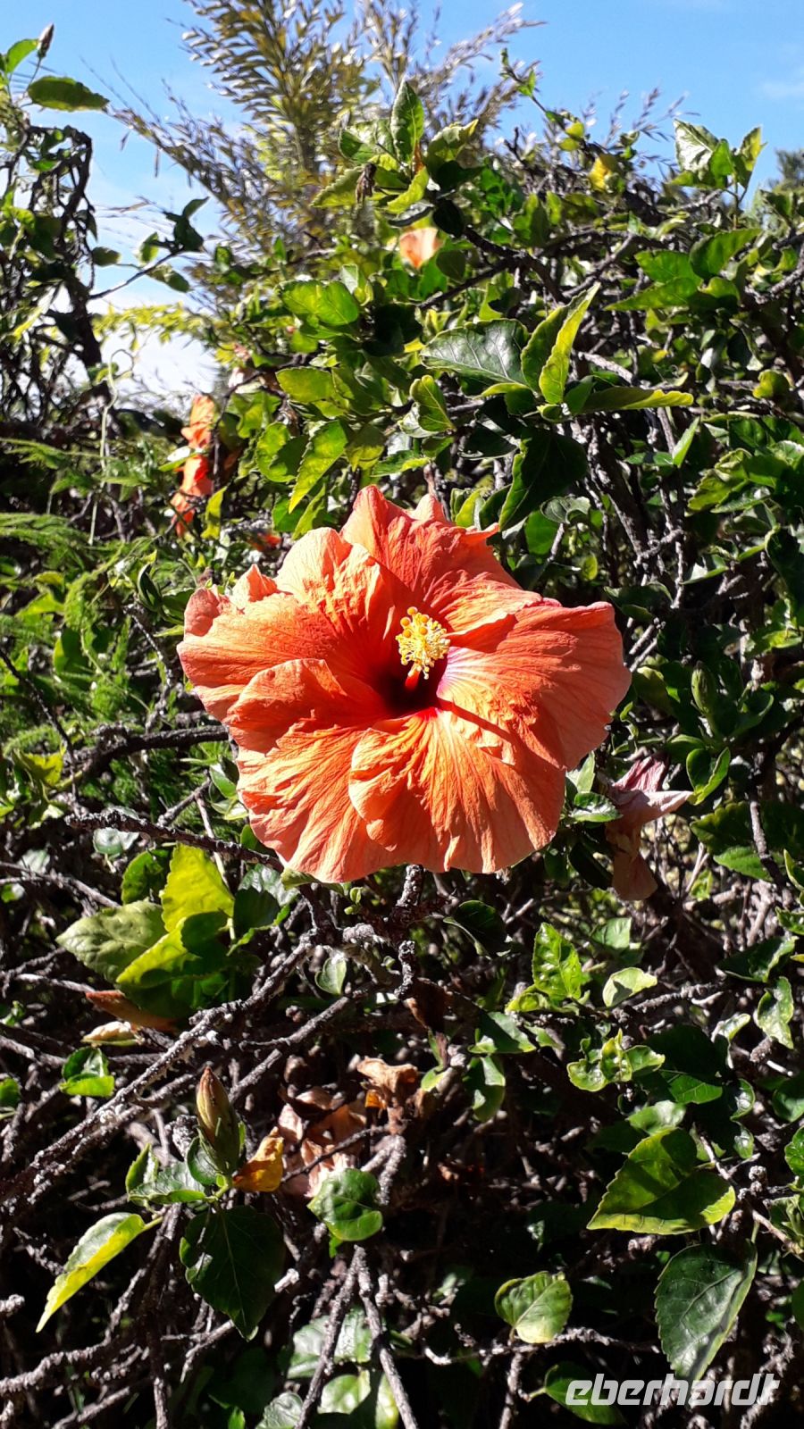 Hibiskusblüte &ndash; &copy; Julia Kies (Eberhardt TRAVEL)