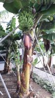 Bananenpflanze &ndash; &copy; Julia Kies (Eberhardt TRAVEL)