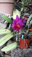 Orchideen &ndash; &copy; Julia Kies (Eberhardt TRAVEL)