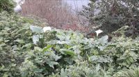 Die Calla-Lilien &ndash; &copy; Julia Kies (Eberhardt TRAVEL)