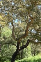 3. Tag - Wanderreise Alentejo - Land und Leute - Korkeiche &ndash; &copy; Franziska Barthel (Eberhardt TRAVEL)