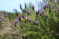 3. Tag - Wanderreise Alentejo - Land und Leute - Lavendel &ndash; &copy; Franziska Barthel (Eberhardt TRAVEL)