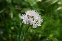 3. Tag - Wanderreise Alentejo - Land und Leute - wilder Knoblauch &ndash; &copy; Franziska Barthel (Eberhardt TRAVEL)