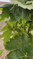 Douro-Kreuzfahrt mit Lissabon // Besuch der Quinta da Roeda &ndash; &copy; Franziska Bergmann (Eberhardt TRAVEL)