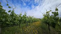 Douro-Kreuzfahrt mit Lissabon // Besuch der Quinta da Roeda &ndash; &copy; Franziska Bergmann (Eberhardt TRAVEL)