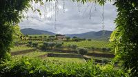 Douro-Kreuzfahrt mit Lissabon // Besuch der Quinta da Roeda &ndash; &copy; Franziska Bergmann (Eberhardt TRAVEL)