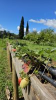 Douro-Kreuzfahrt mit Lissabon // Rundgang in der Gartenanlage des Mateus-Palastes &ndash; &copy; Franziska Bergmann (Eberhardt TRAVEL)