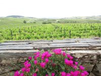 Douro-Tal, Weingut Favaios &ndash; &copy; Barbara Mihut (Eberhardt TRAVEL)