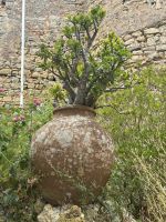 Obidos (12) &ndash; &copy; Willi Thomas Krupp (Eberhardt TRAVEL)
