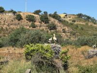 Storchennester (3) &ndash; &copy; Willi Thomas Krupp (Eberhardt TRAVEL)
