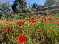 ...im Monchique-Gebirge (2) &ndash; &copy; Willi Thomas Krupp (Eberhardt TRAVEL)